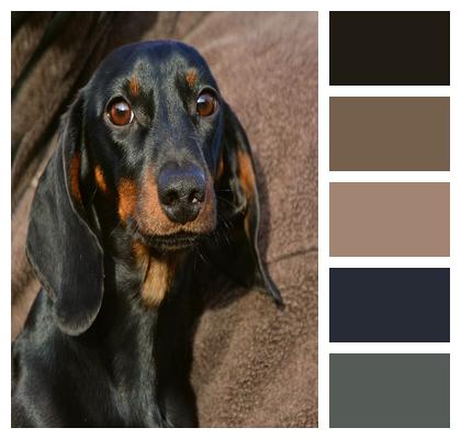 Dog Dachshund Animal Portrait Image
